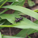 An emma field cricket, a close relative of the species used in this study.